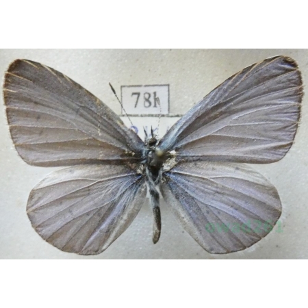 Celastrina argiolus (Linnaeus, 1758) male Modraszek wieszczek Turkey78l